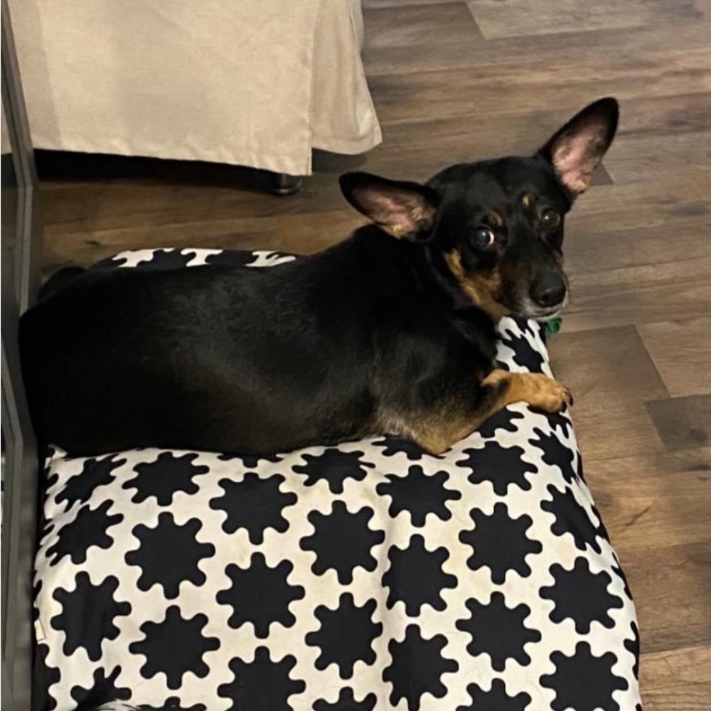 Family Pets - Picture 10 of 11